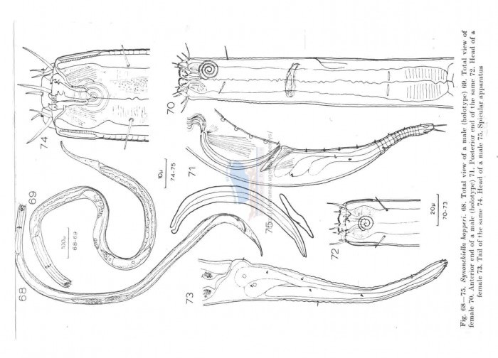 Представитель Семейства Selachinematidae